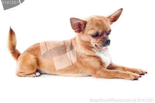 Image of red chihuahua dog isolated on white background