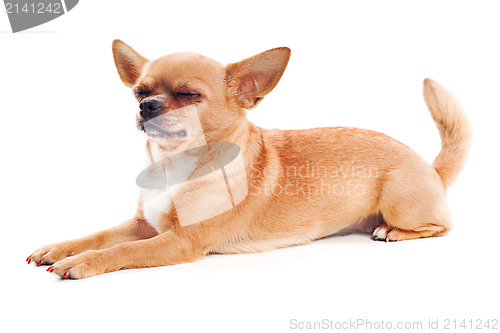 Image of red chihuahua dog isolated on white background