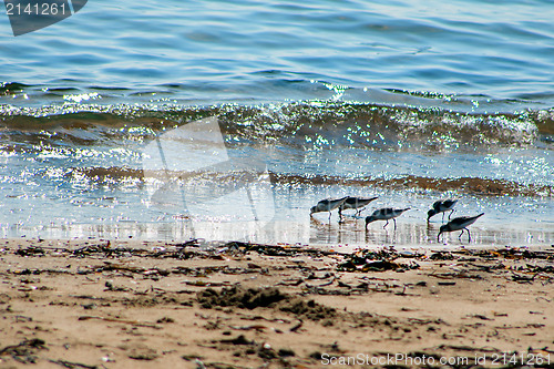 Image of view of sea birds - sandpiper - looking for food during low tide