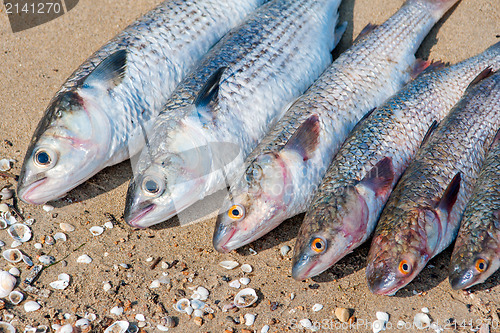 Image of fresh brushed fish ready for cooking on a damp sand