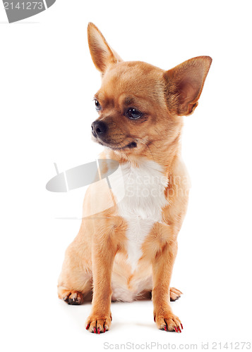 Image of red chihuahua dog isolated on white background