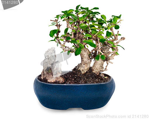 Image of miniature bonsai tree and stone in blue pot isolated on white ba