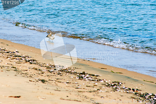 Image of view of sea birds - sandpiper - looking for food during low tide