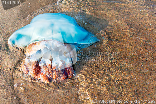 Image of view of the big blue jellyfish throw the Japanese sea, Vladivost