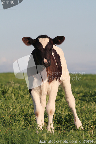 Image of Calf