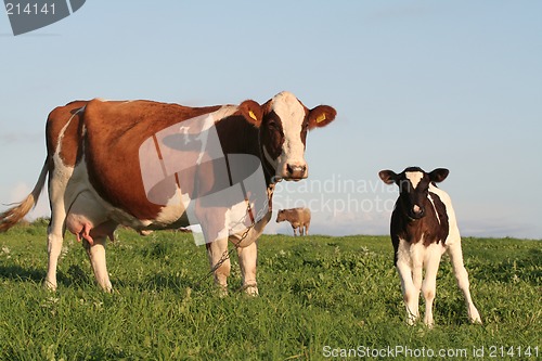 Image of Cows