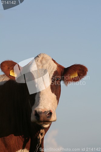 Image of Cow