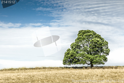 Image of south australia tree