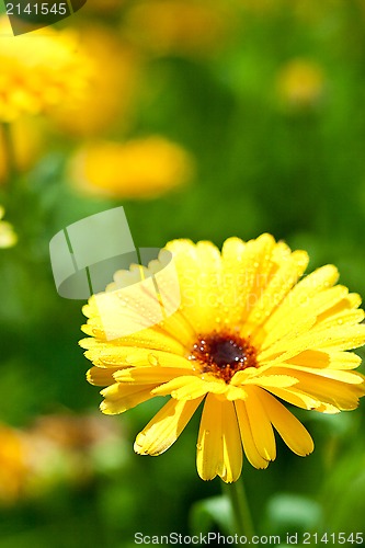 Image of yellow gerber flower