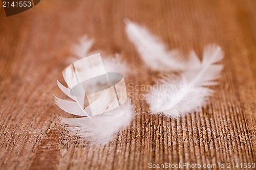 Image of white downy feathers 