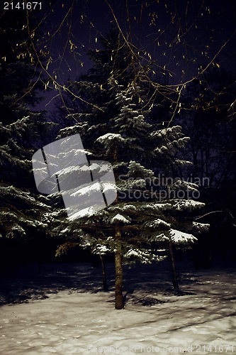 Image of pine tree in night winter forest