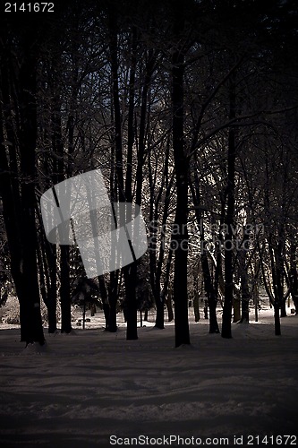 Image of winter night landscape