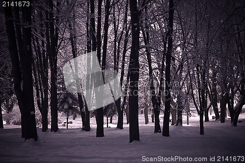 Image of winter night landscape