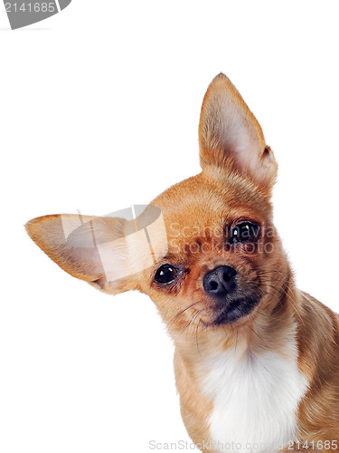 Image of Chihuahua dog on white background