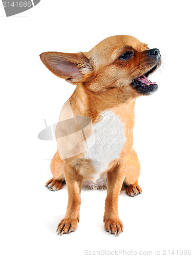 Image of  chihuahua dog that sings a cheerful song isolated on white