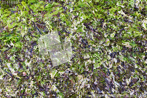 Image of dried and fresh laminaria as background 