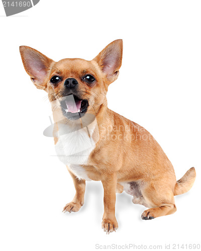 Image of Chihuahua dog on white background