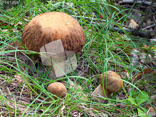 Image of Group of the three Oak Mushrooms in the green grass