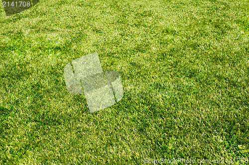 Image of field grass texture 