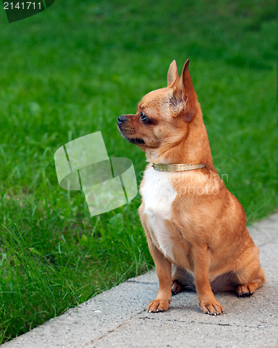 Image of Chihuahua dog sitting on a background of green grass and looks i