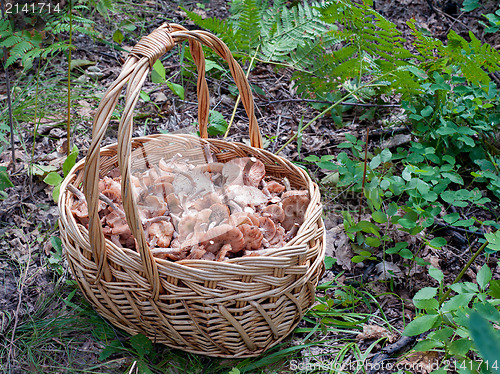 Image of The basket of mushrooms in the autumn forest in summer day