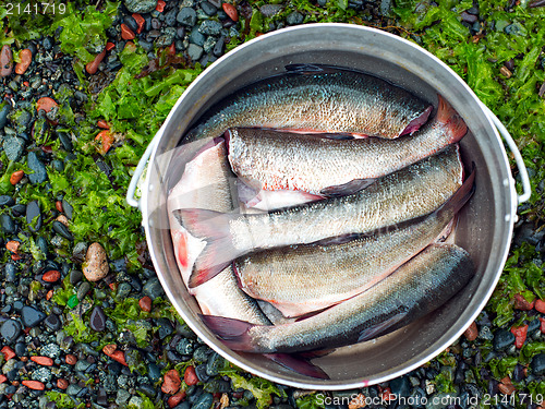 Image of fresh brushed fish ready for cooking in the bowler