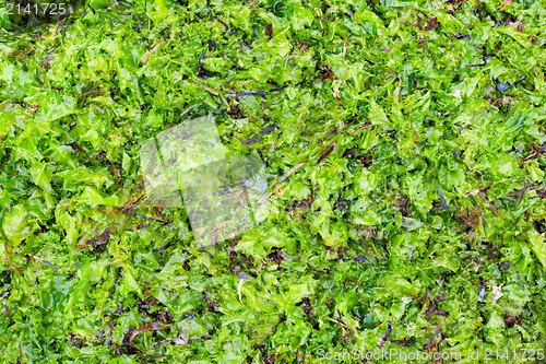 Image of dried and fresh seaweed as background 