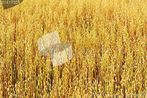 Image of golden oat field texture, background, selective focus 