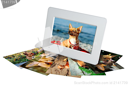 Image of white digital photo frame with photos of a chihuahua isolated 