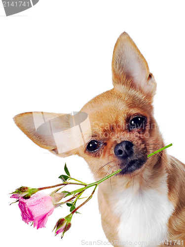 Image of Chihuahua dog with rose isolated on white background