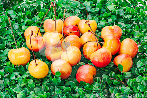 Image of sweet fresh yellow-red cherry on green grass