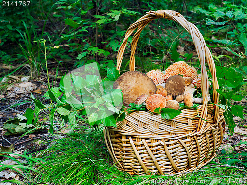Image of The basket of mushrooms in the autumn forest in sunny day