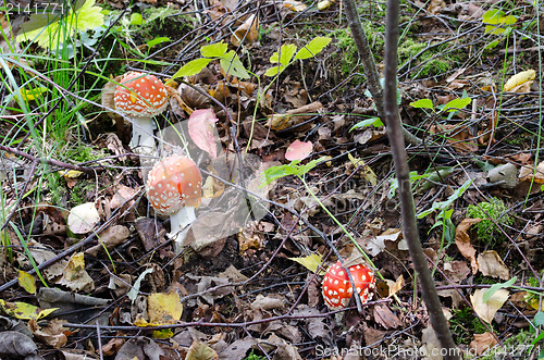 Image of red poison fly agaric mushrooms grow in forest 