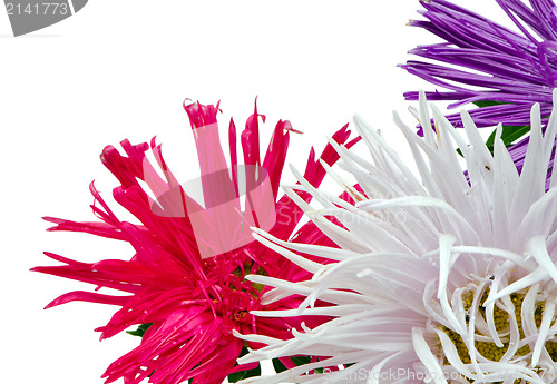 Image of wet aster flowers blooms closeup isolated white 