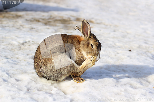 Image of little rabbit