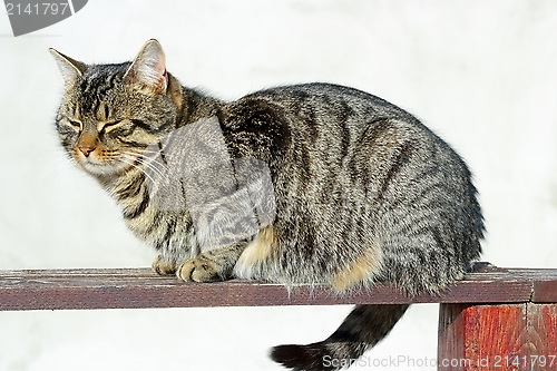 Image of striped kitten on the  fence