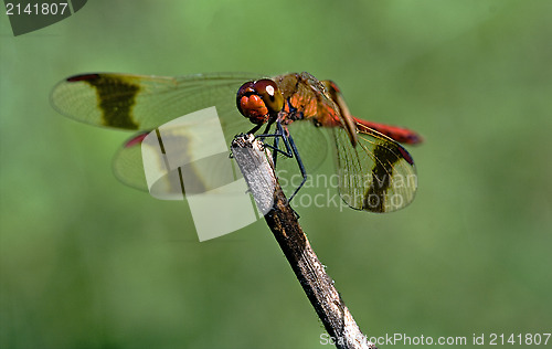 Image of front of wild red dragonfly 
