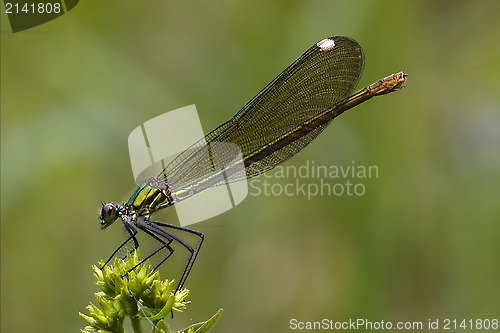 Image of side of wild gold green dragonfly 