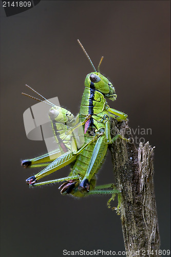 Image of  two grasshopper  having sex 