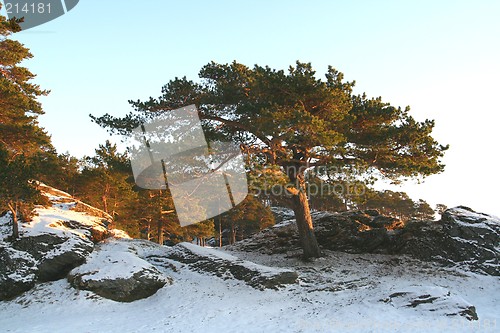 Image of Old pine