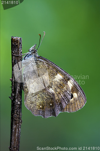 Image of  wild  grey  butterfly  
