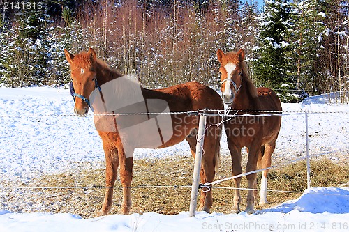 Image of Two Young Finn Horses