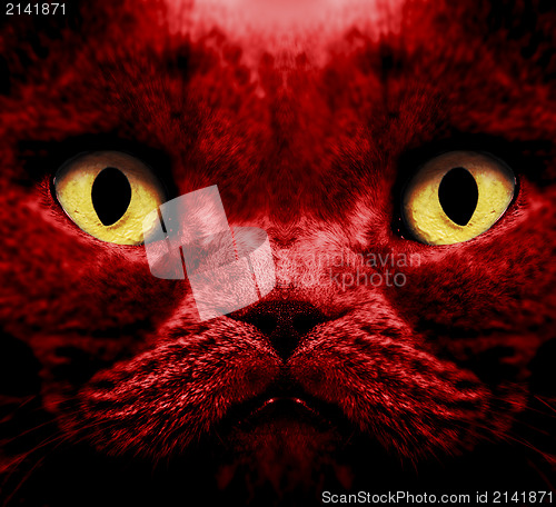 Image of British short hair cat