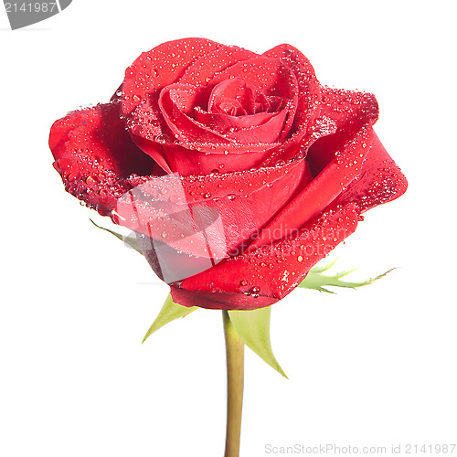 Image of isolated rose