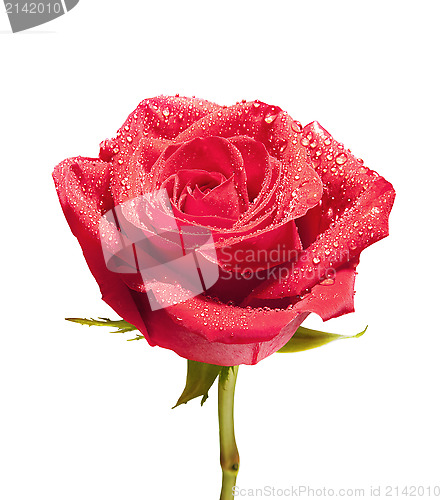 Image of isolated close-up rose with path