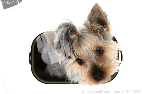 Image of small yorkie dog in the pot