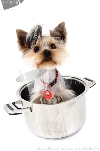 Image of small yorkie dog in the pot