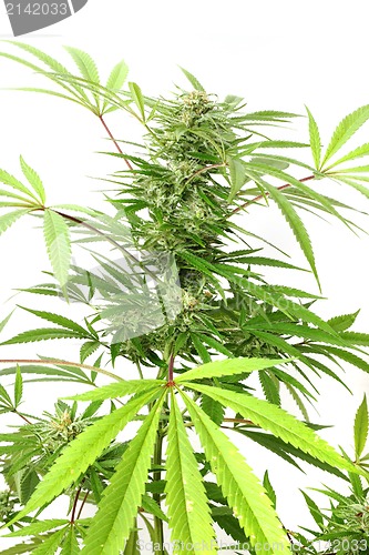 Image of cannabis plant 