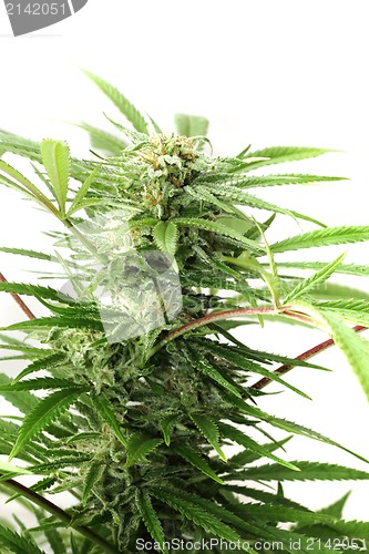 Image of cannabis plant 