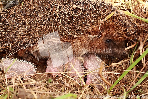 Image of small hedgehogs and their mother